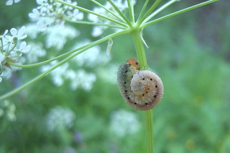 Aglaostigma aucupariae © <a href="//commons.wikimedia.org/wiki/User:Jean.claude" title="User:Jean.claude">Jean.claude</a>