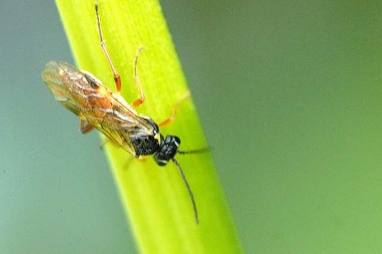 Aglaostigma fulvipes &copy; James K. Lindsey