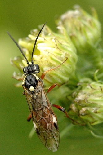 Tenthredopsis litterata © James K. Lindsey