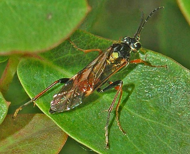 Tenthredopsis scutellaris © <a href="//commons.wikimedia.org/wiki/User:Hectonichus" title="User:Hectonichus">Hectonichus</a>