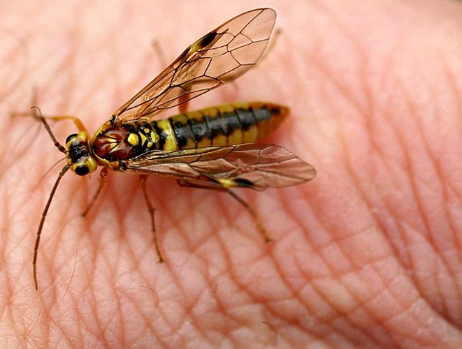 Tenthredopsis sordida © 