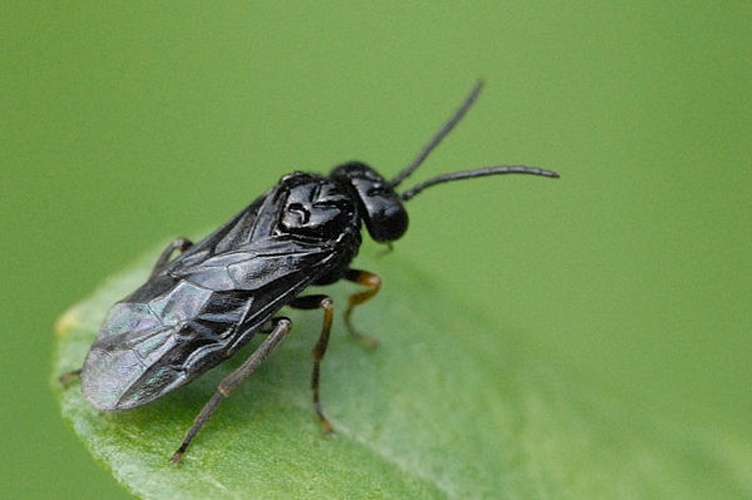 Stethomostus fuliginosus &copy; James K. Lindsey