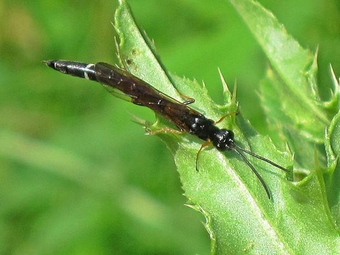 Calameuta filiformis © <a href="//commons.wikimedia.org/wiki/User:Bj.schoenmakers" title="User:Bj.schoenmakers">Bj.schoenmakers</a>