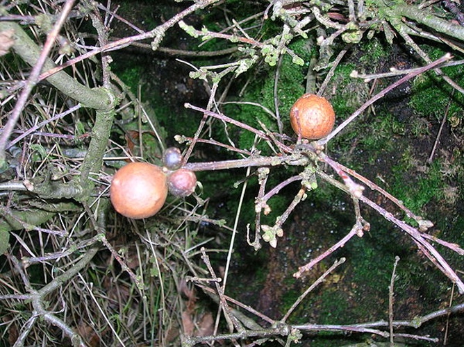 Andricus kollari &copy; <a href="//commons.wikimedia.org/wiki/User:Rosser1954" title="User:Rosser1954">Rosser1954</a>