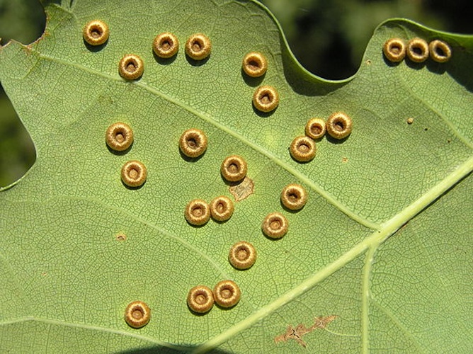 Neuroterus numismalis © <a href="//commons.wikimedia.org/wiki/User:Beentree" title="User:Beentree">Beentree</a>