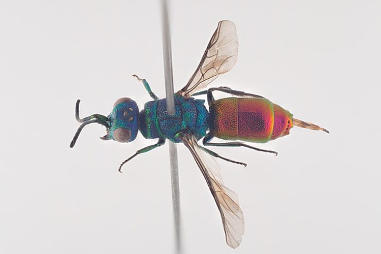 Chrysis angustula &copy; Arnstein Staverløkk