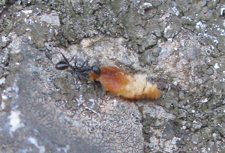 Aphaenogaster spinosa © <a href="//commons.wikimedia.org/wiki/User:Jiel" title="User:Jiel">Jiel Beaumadier</a> (<a rel="nofollow" class="external free" href="http://jiel.b.free.fr">http://jiel.b.free.fr</a>)