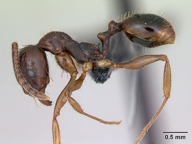 Aphaenogaster subterranea © April Nobile