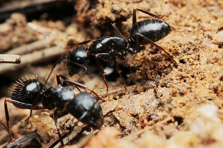 Camponotus aethiops &copy; Volker Borovsky