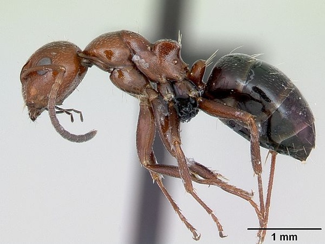 Camponotus lateralis &copy; April Nobile