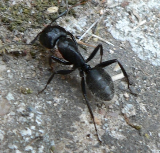 Camponotus vagus © No machine-readable author provided. <a href="//commons.wikimedia.org/wiki/User:Corsica" title="User:Corsica">Corsica</a> assumed (based on copyright claims).