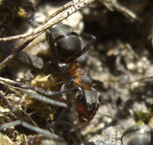 Formica pratensis © Garinger