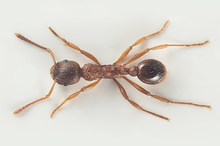 Myrmica ruginodis © Arnstein Staverløkk/Norsk institutt for naturforsking