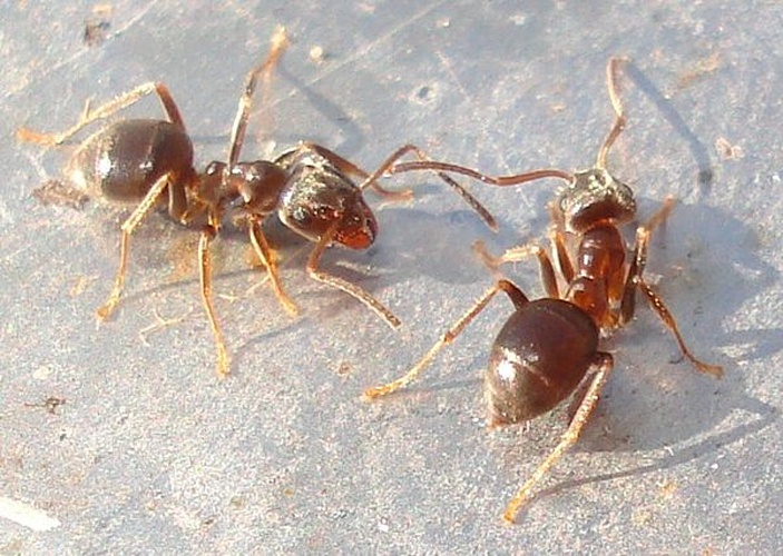 Lasius alienus &copy; <a href="//commons.wikimedia.org/wiki/User:Sanja565658" title="User:Sanja565658">Sanja565658</a>