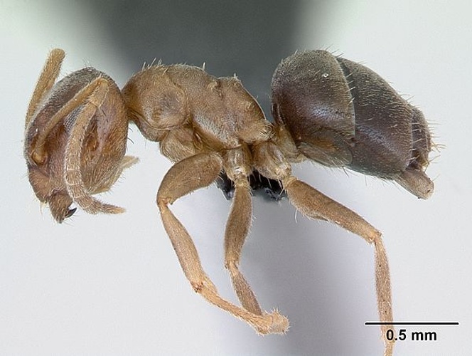 Lasius brunneus &copy; April Nobile