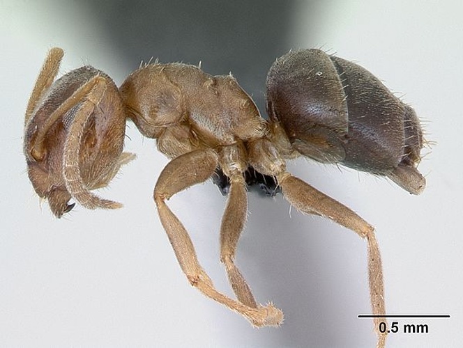 Lasius brunneus © April Nobile