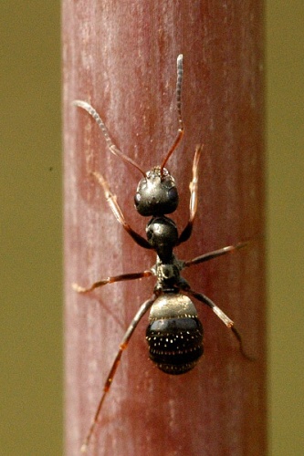 black garden ant © James K. Lindsey