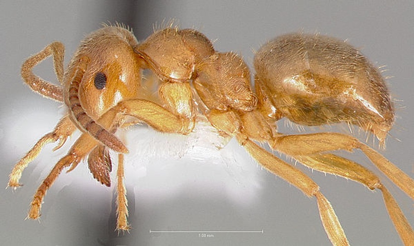 Lasius umbratus © 