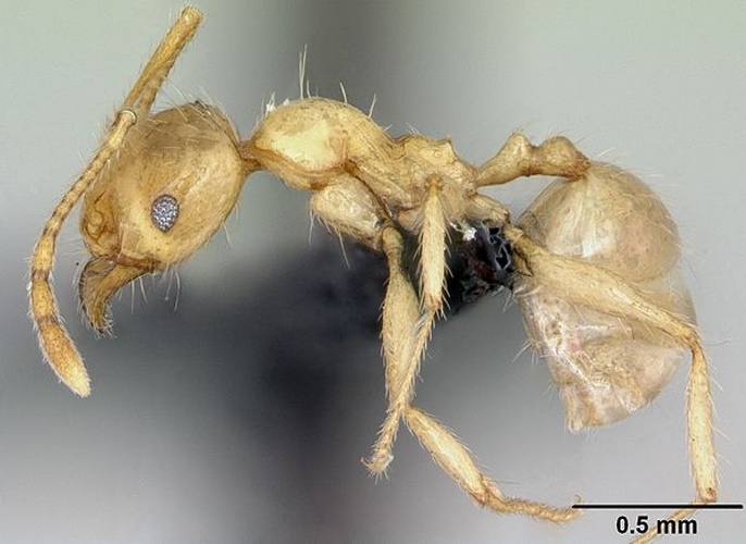 Pheidole pallidula © April Nobile