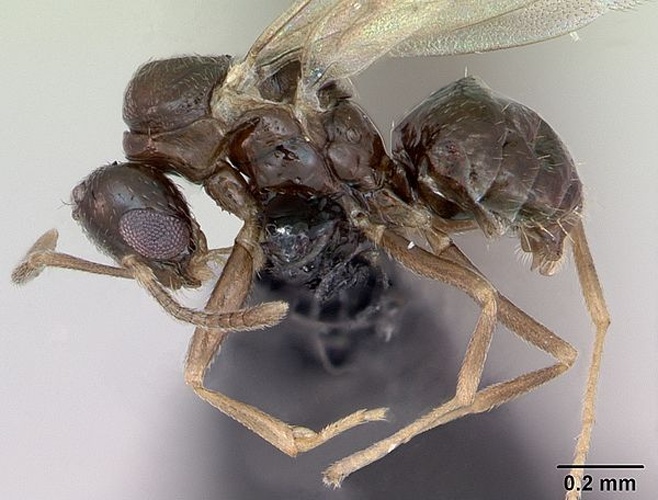 Plagiolepis pygmaea © April Nobile