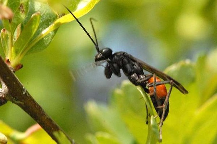 Arachnospila fumipennis © James K. Lindsey