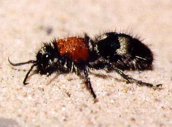 Dasylabris maura © Gunther Tschuch
