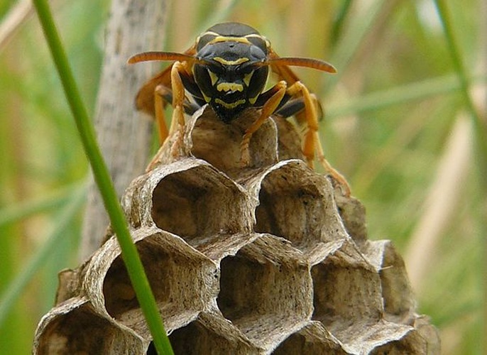 Polistes biglumis © Abalg