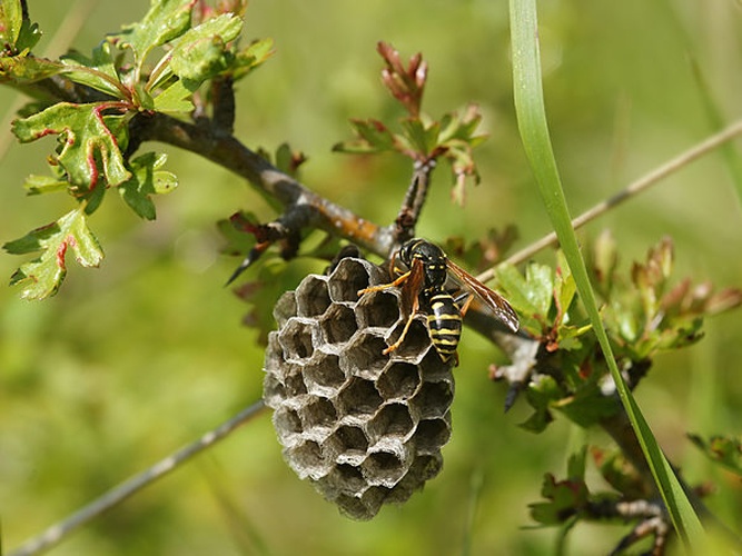 Polistes bischoffi &copy; <div class="fn value">
Hans Hillewaert</div>