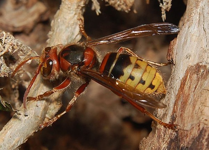 European hornet © <a href="//commons.wikimedia.org/w/index.php?title=User:Accipiter&amp;action=edit&amp;redlink=1" class="new" title="User:Accipiter (page does not exist)">Accipiter</a> (R. Altenkamp, Berlin)