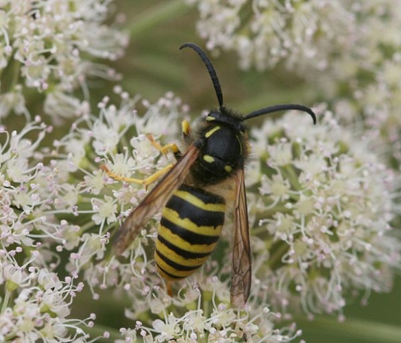 Dolichovespula sylvestris © <a href="//commons.wikimedia.org/w/index.php?title=User:Sandy_Rae&amp;action=edit&amp;redlink=1" class="new" title="User:Sandy Rae (page does not exist)">Sandy Rae</a>