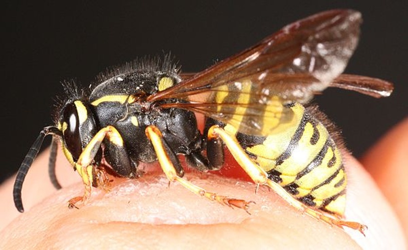 Vespula austriaca © <a href="//commons.wikimedia.org/wiki/User:Magnefl" title="User:Magnefl">Magne Flåten</a>
