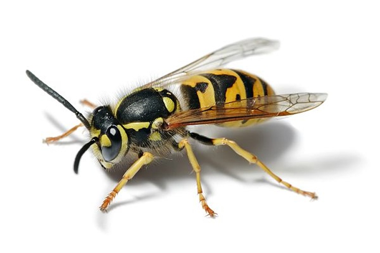 Vespula germanica © 