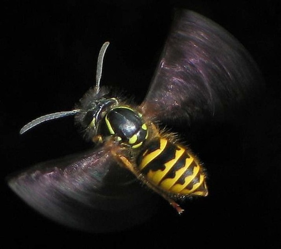 Vespula vulgaris &copy; <a href="//commons.wikimedia.org/wiki/User:Soebe" title="User:Soebe">soebe</a>