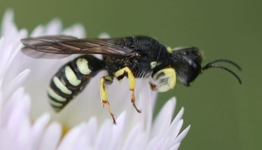 Lestica clypeata © <a href="//commons.wikimedia.org/w/index.php?title=User:Slimguy&amp;action=edit&amp;redlink=1" class="new" title="User:Slimguy (page does not exist)">Slimguy</a>