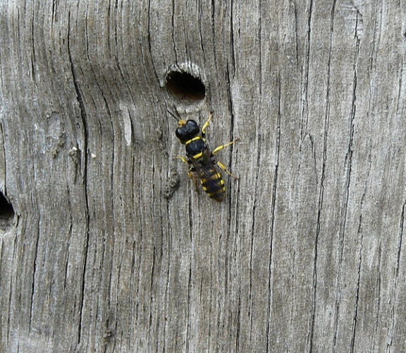 Ectemnius cephalotes © Maarten Sanne
The original uploader was <a href="https://en.wikipedia.org/wiki/nl:User:Martinovsky" class="extiw" title="w:nl:User:Martinovsky">Martinovsky</a> at <a href="https://en.wikipedia.org/wiki/nl:" class="extiw" title="w:nl:">Dutch Wikipedia</a>.