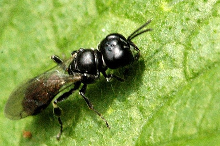 Crossocerus podagricus © James K. Lindsey