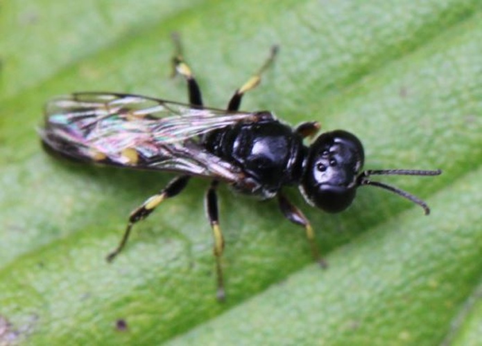 Crossocerus quadrimaculatus &copy; <a href="//commons.wikimedia.org/w/index.php?title=User:Slimguy&amp;action=edit&amp;redlink=1" class="new" title="User:Slimguy (page does not exist)">Slimguy</a>