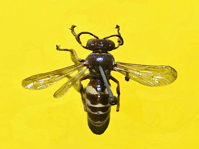 Bembecinus tridens © <a href="//commons.wikimedia.org/wiki/User:Hectonichus" title="User:Hectonichus">Hectonichus</a>