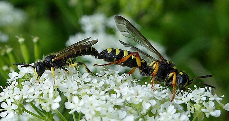 Cerceris quinquefasciata © <a rel="nofollow" class="external text" href="https://www.biolib.cz/en/person/id7376/">Matej Schwarz</a>