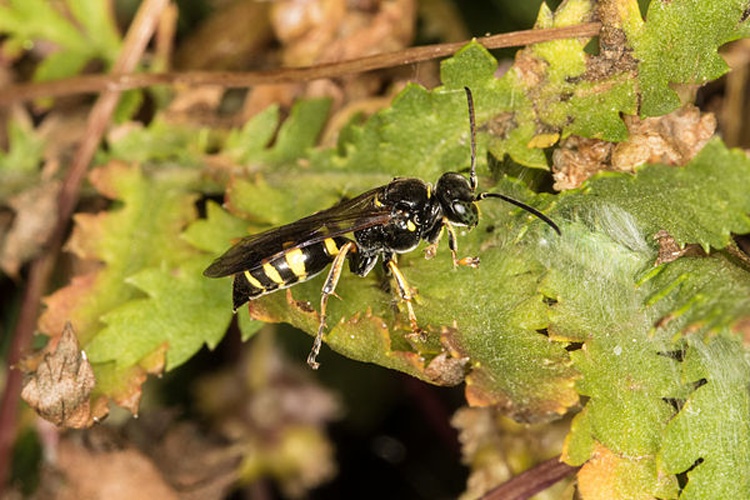 Gorytes laticinctus © <a rel="nofollow" class="external text" href="https://www.flickr.com/people/25401497@N02">Donald Hobern</a> from Copenhagen, Denmark