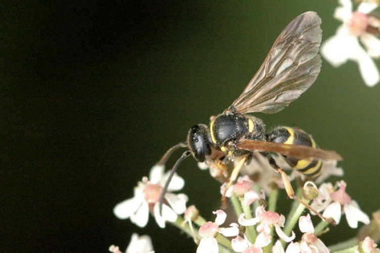 Gorytes quadrifasciatus © James K. Lindsey