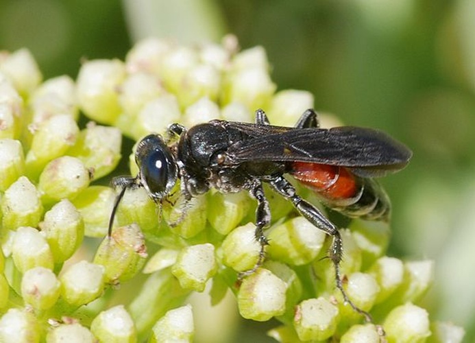 Larra anathema © <a href="//commons.wikimedia.org/wiki/User:Alvesgaspar" title="User:Alvesgaspar">Alvesgaspar</a>