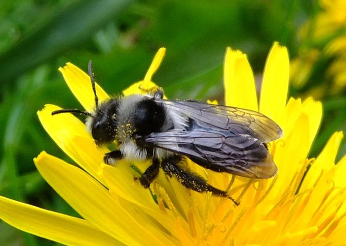 Ashy mining bee © <a rel="nofollow" class="external text" href="https://www.flickr.com/photos/orangeaurochs/">orangeaurochs</a>