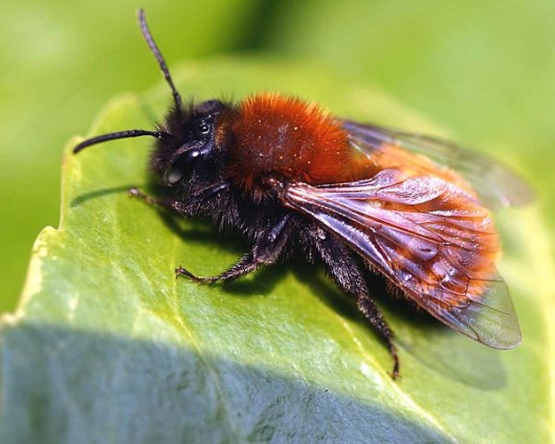 Tawny mining bee © 