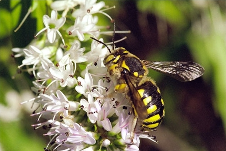 Anthidium punctatum © <a rel="nofollow" class="external text" href="http://herramientas.educa.madrid.org/animalandia/autor.php?nombre=Armando%20Fraz%E3o">Armando Frazão</a>