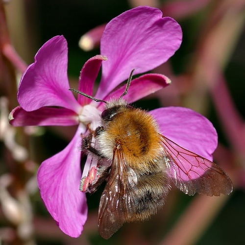 Bombus pascuorum © <p>André Karwath aka <a href="//commons.wikimedia.org/wiki/User:Aka" title="User:Aka">Aka</a>
</p>