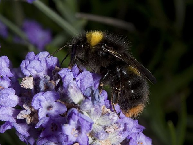 Early bumblebee &copy; Image credit: Mike Edwards