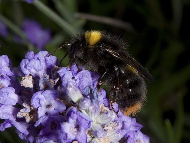 Early bumblebee © Image credit: Mike Edwards