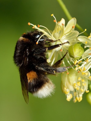 Bombus terrestris &copy; <a href="//commons.wikimedia.org/wiki/User:Iifar" title="User:Iifar">Ivar Leidus</a>