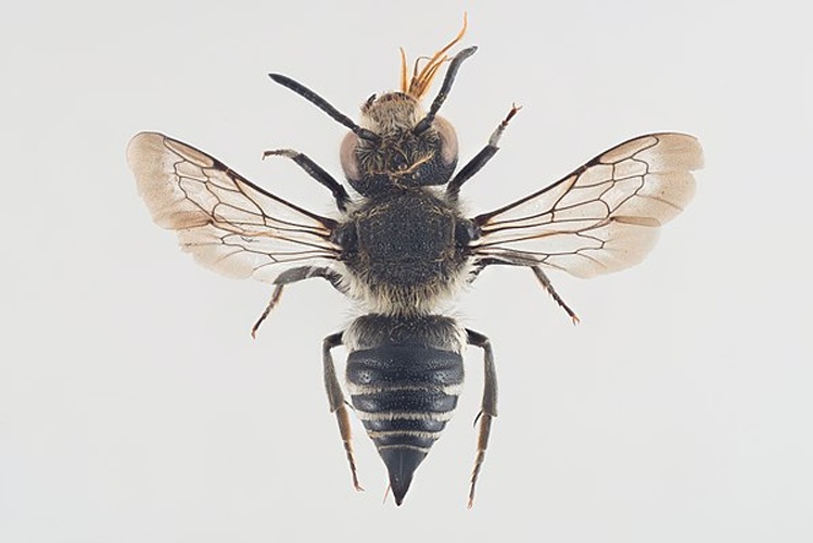 Coelioxys quadridentata © Arnstein Staverløkk/Norsk institutt for naturforskning